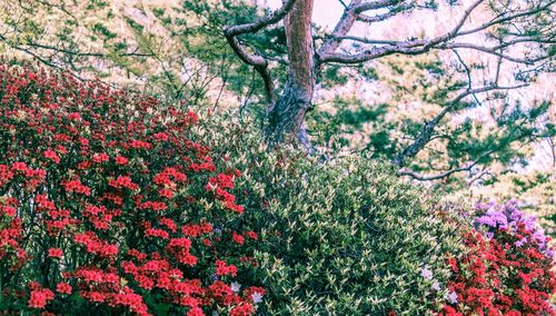 Pink flowers blooming on tree