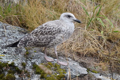 High angle view of seagull perching on rock