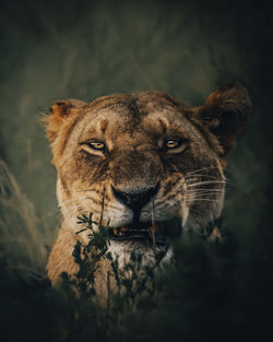 Close-up of lioness