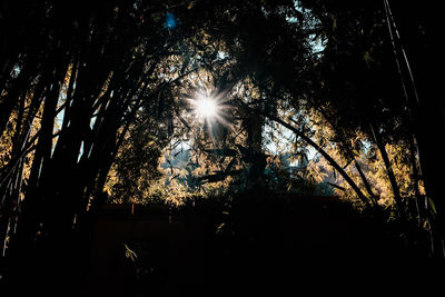 Low angle view of sunlight streaming through silhouette trees