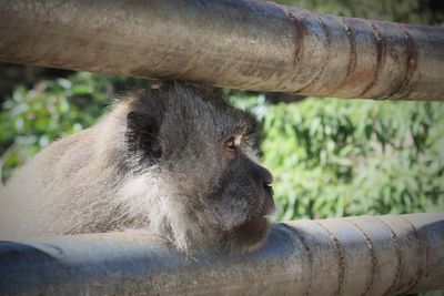 Close-up of monkey sitting in a forest