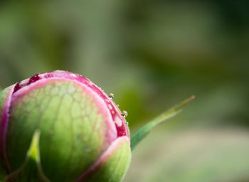 Close-up of pink flower bud