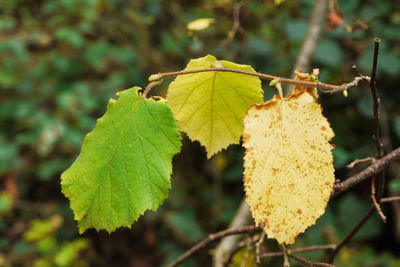 Close-up of yellow leaves on plant