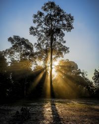 Sunlight streaming through silhouette trees on field against sky at sunset