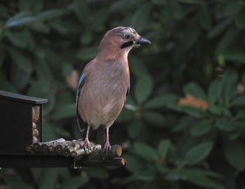 Close-up of bird perching on a plant