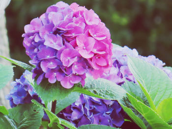 Close-up of fresh purple hydrangea flowers