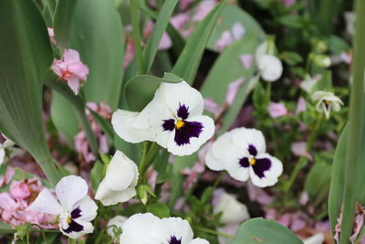 Close-up of honey bee on white flowers