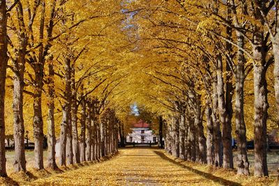 Trees in park during autumn