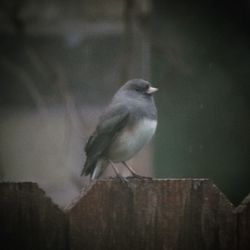 Close-up of bird perching on wood