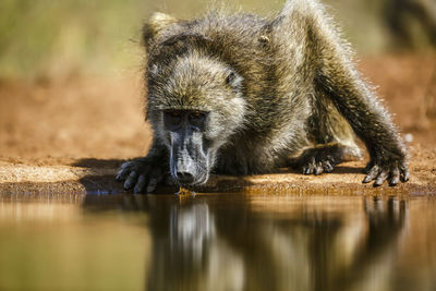 Close-up of monkey