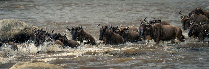 Horses drinking water