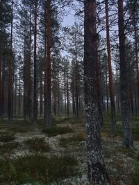 Trees on field in forest