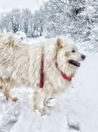 Dog standing on snow covered field