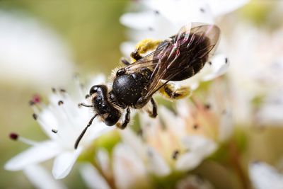 Close-up of bee pollinating on flower