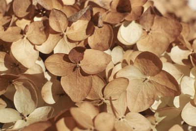 Full frame shot of hydrangea flowers