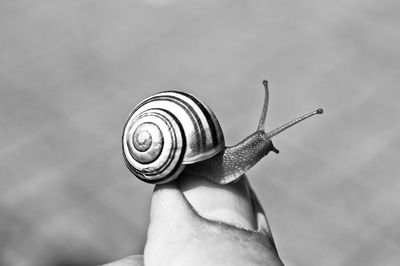 Close-up of snail on finger during sunny day