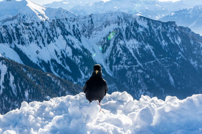 Bird on snow covered mountain