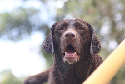 Low angle close-up of dog standing at park