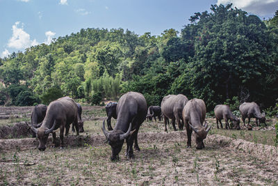 Horses in a field