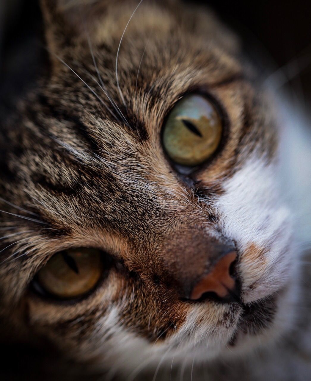 one animal, mammal, animal, animal themes, domestic, close-up, domestic animals, pets, cat, domestic cat, vertebrate, feline, animal body part, no people, animal head, eye, animal eye, selective focus, whisker, looking at camera, animal nose, snout, yellow eyes, animal mouth, tabby