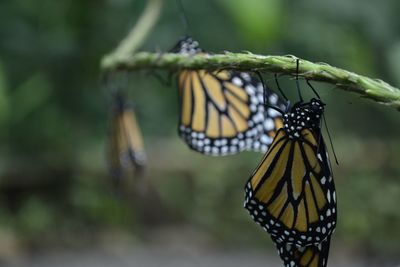 monarch butterfly