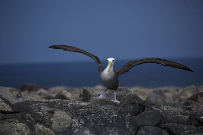 Seagull on rock