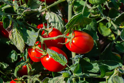 Close-up of red tomatoes growing on tree