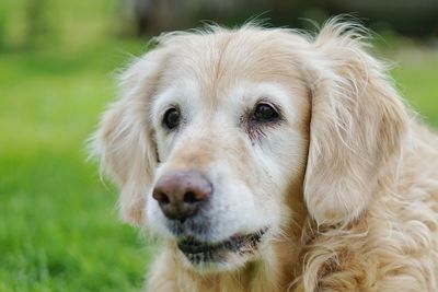 Close-up portrait of dog on field