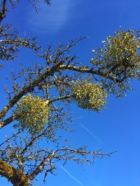 Low angle view of tree branch against blue sky