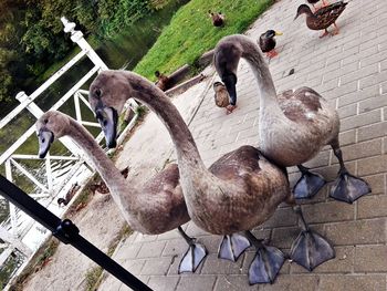 Close-up of swan on lake