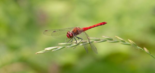 Close-up of dragonfly on plant