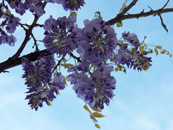 Low angle view of cherry blossoms in spring