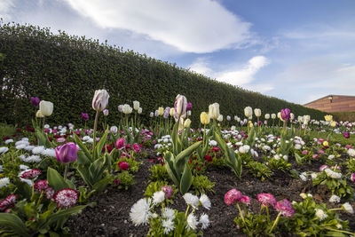 Flowers in bloom in castle park, penrith, cumbria, uk