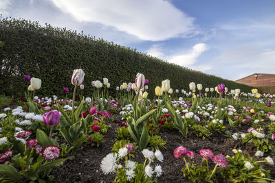 Close-up of flowering plants on field against sky