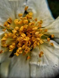 Close-up of yellow flower