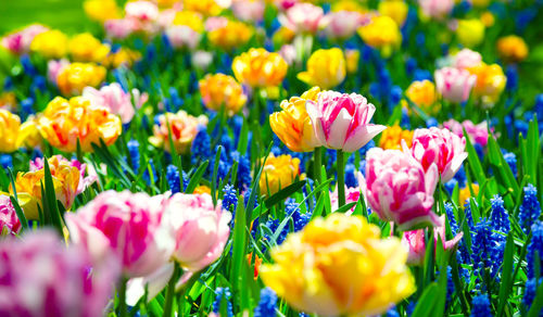 Glade of colorful fresh tulips.  tulip background. tulips in keukenhof garden, netherlands. 