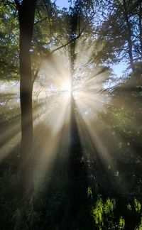 Sunlight streaming through trees in forest