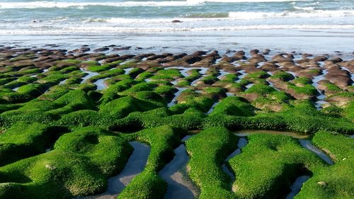 Scenic view of beach