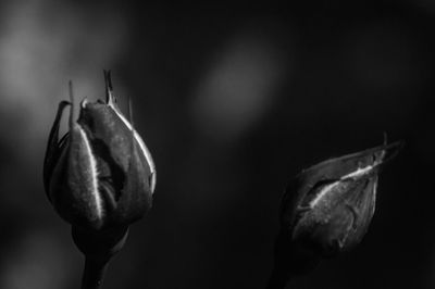 Close-up of wilted rose