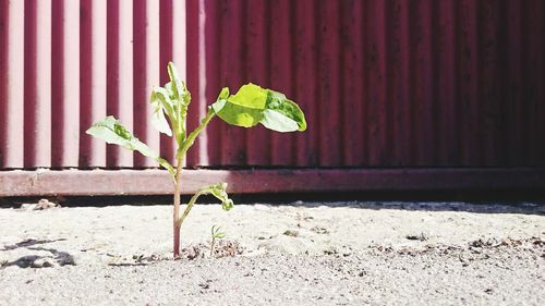 Plant growing on wall