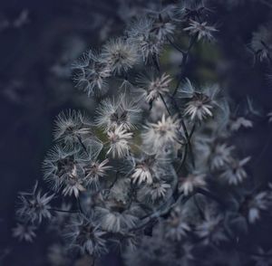 Flowers on plant at home