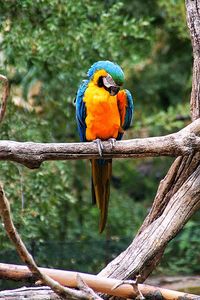 Close-up of parrot perching on tree