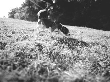 Low section of dog on field