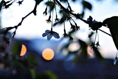 Low angle view of flower buds on tree