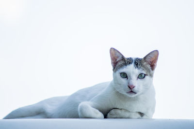 Portrait of cat sitting against white background