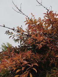 Low angle view of flowering plant against clear sky