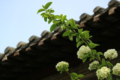 Low angle view of plant against clear sky