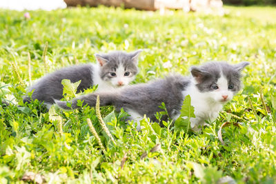 Portrait of kittens on field