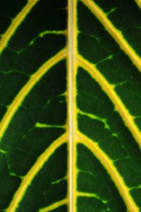 Full frame shot of yellow leaf