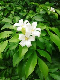 Close-up of white flowers blooming outdoors